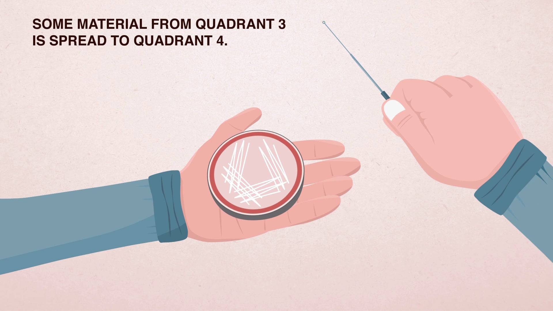 Animated inoculation loop spreading bacteria across quadrants of an agar plate — microbiology animation series still