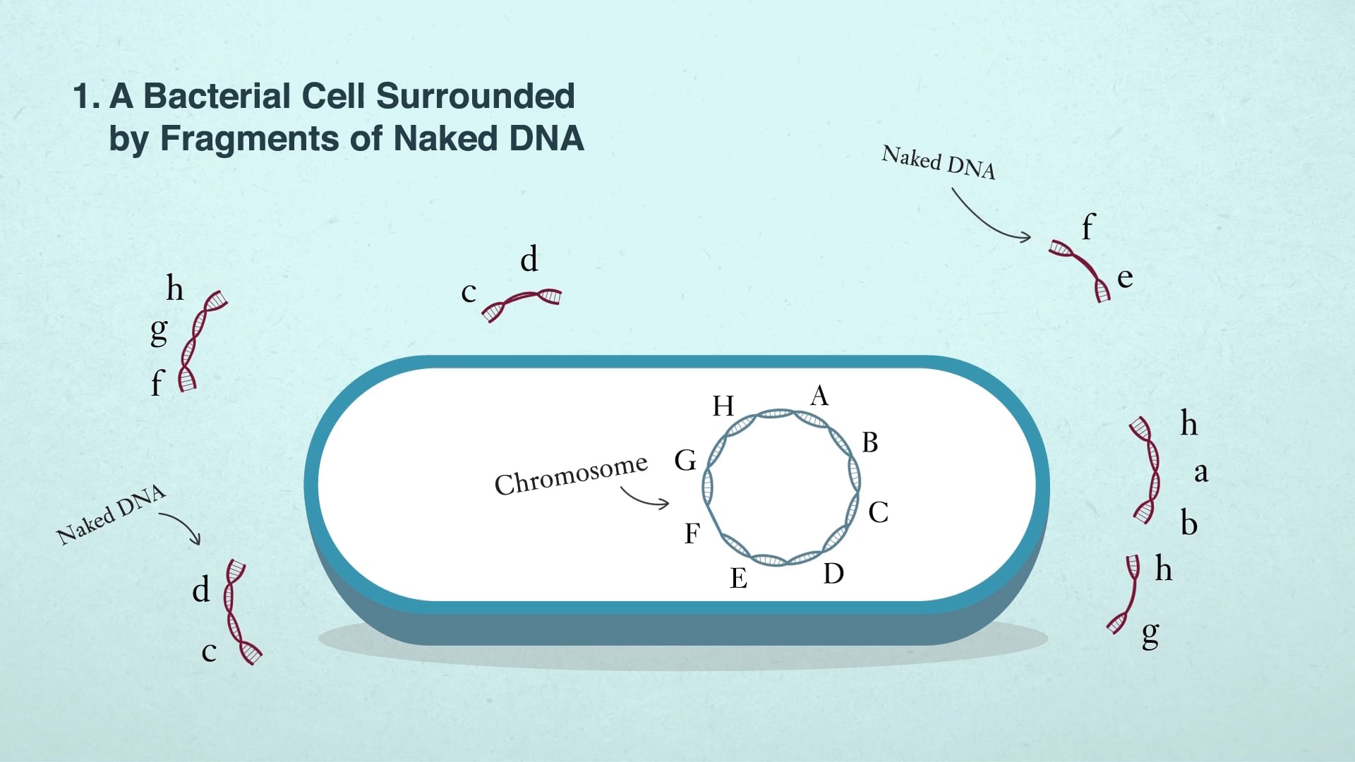 Animated diagram of a bacterial cell surrounded by naked DNA fragments, step 1 of a transformation sequence