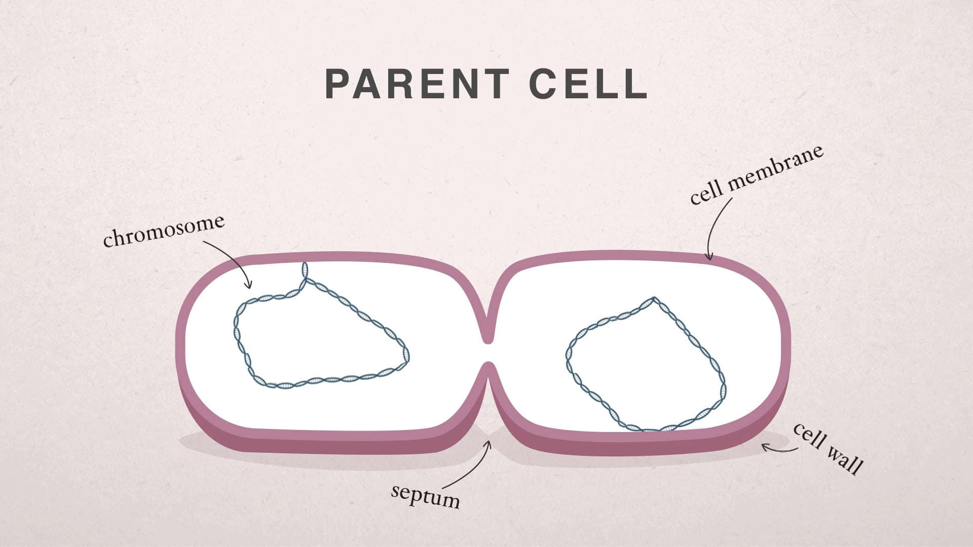 Animated diagram of a parent cell dividing via binary fission, labelling chromosome, septum, cell membrane, and cell wall