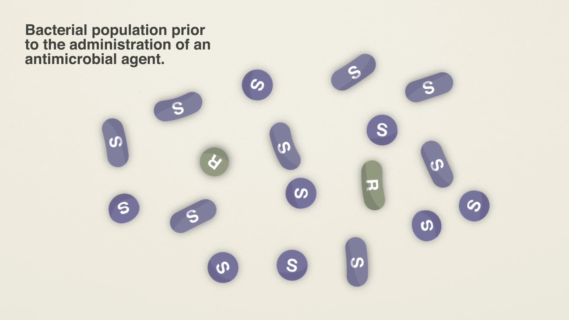 Mixed bacterial population—mostly susceptible (S) with two resistant (R) bacteria—before antimicrobial treatment