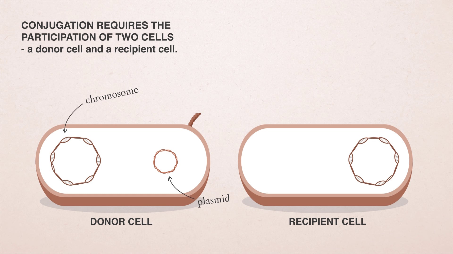 Microbiology animation still: donor bacterial cell with chromosome and plasmid beside a recipient cell