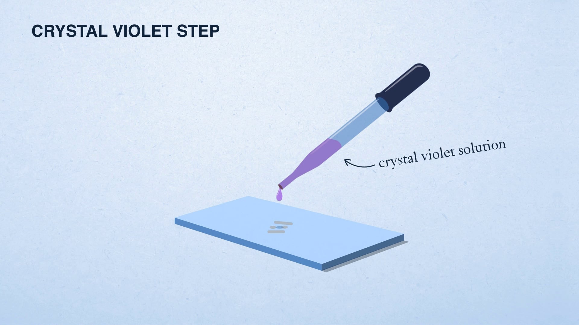 Animated dropper applying crystal violet solution to a microscope slide in a Gram stain procedure