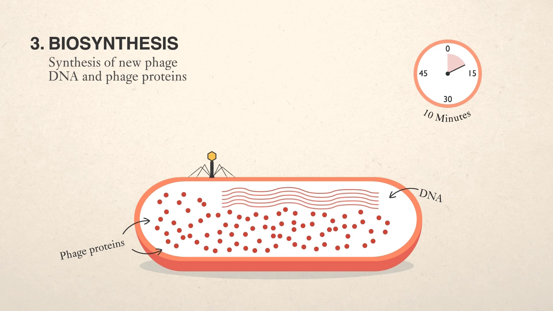 Animated biosynthesis stage of the bacteriophage lytic cycle — phage DNA and proteins forming inside a bacterial cell