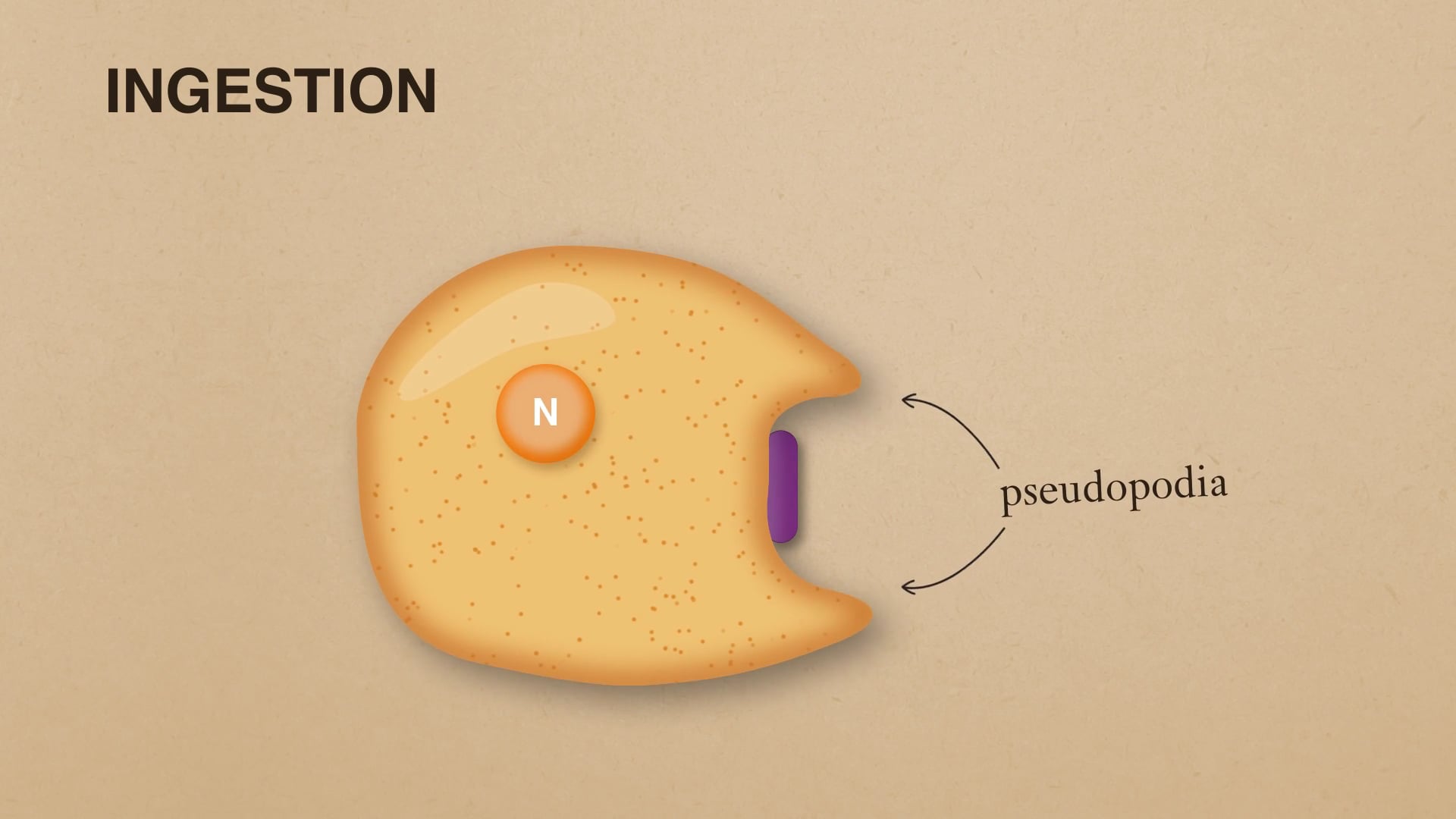 Animated phagocyte extending pseudopodia during ingestion, from a Motifmotion microbiology animation series